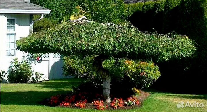 Береза Юнге