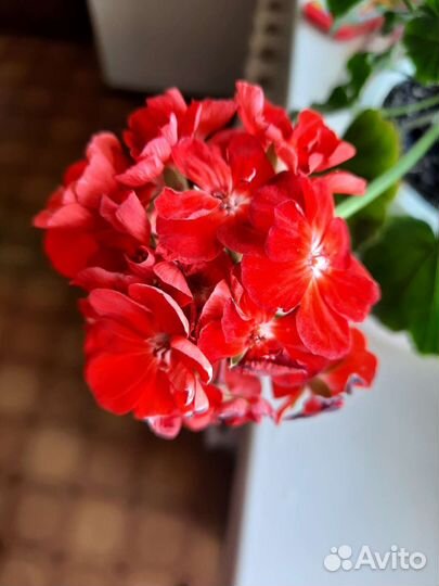 Пеларгония герань