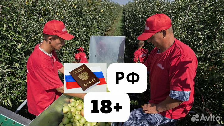 Сборщик яблок без опыта на Вахту в Липецк