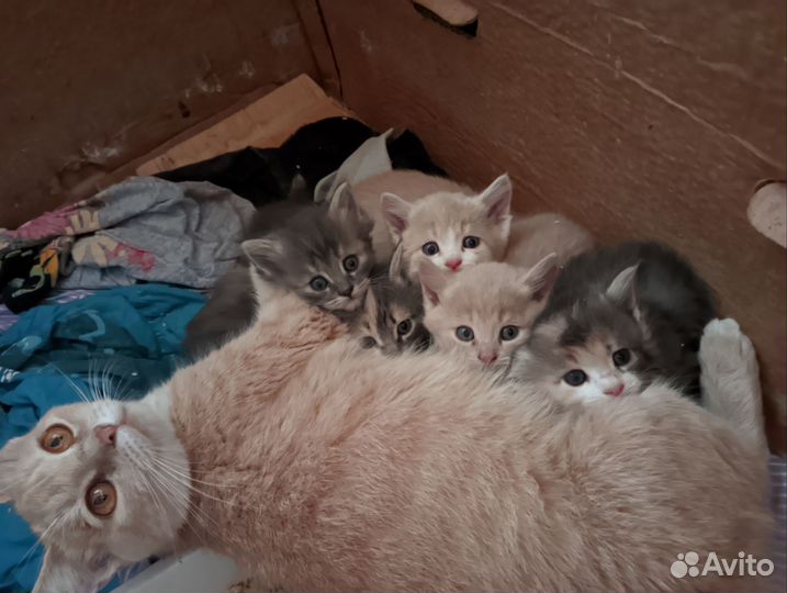 Отдам котят в добрые руки