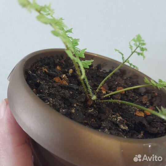 Детка папоротника Грин фэнтэзи