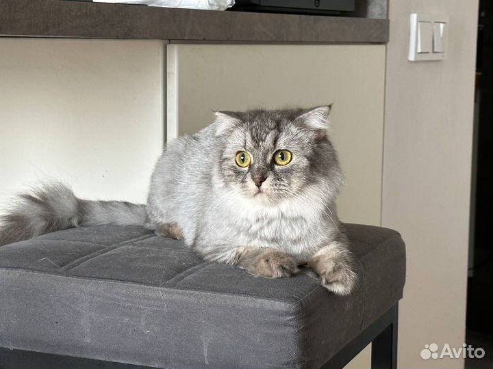 Шотландская кошка Тамара