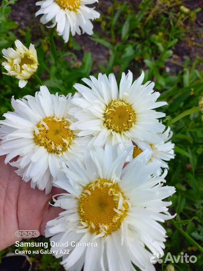 Невянник Махровый, Маргаритки