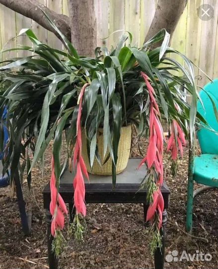 Бильбергия