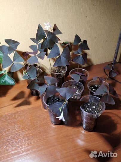 Кислицы треугольные