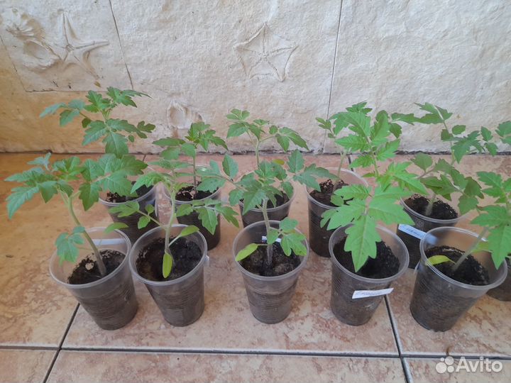 Рассада томатов
