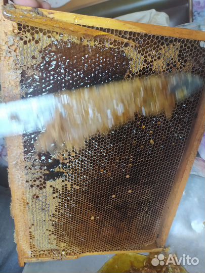 Мёд с собственной пасеки, из Краснодарского края