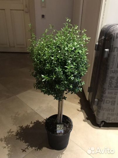 Мирт, миртовое дерево