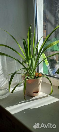 Хлорофитум