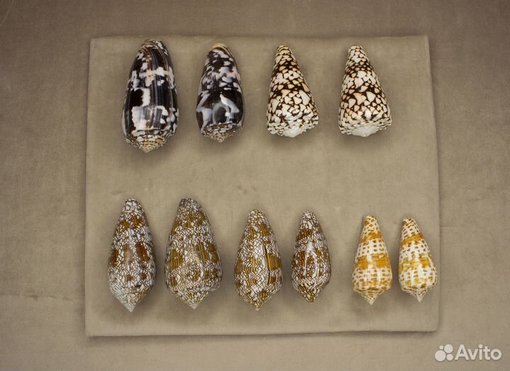 Морские ракушки Конусы 150-180р/шт