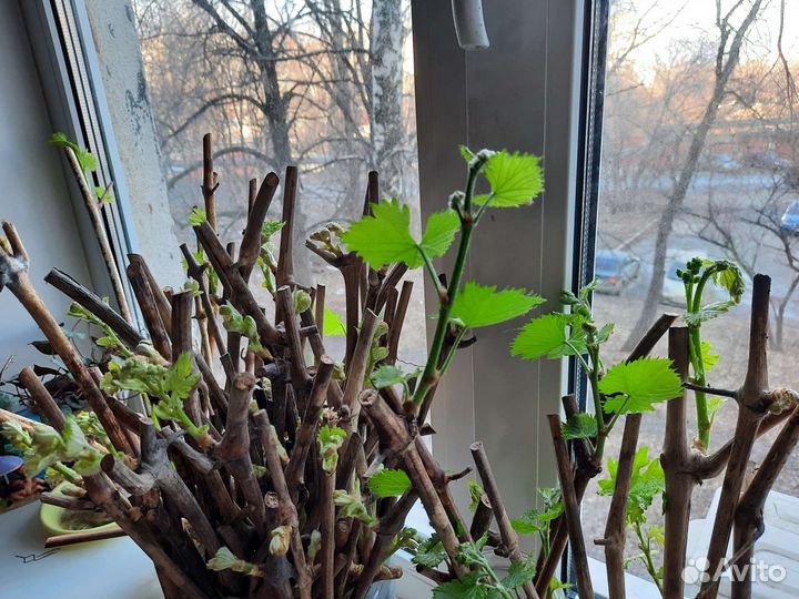 Черенки винограда