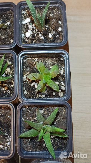 Алоэ остистое. Хавортии