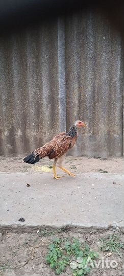 Бойцовые куры