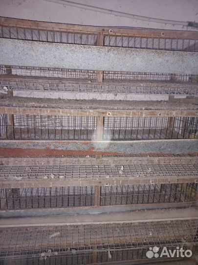 Перепелиные клетки