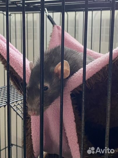 Декоративная крыса с клеткой