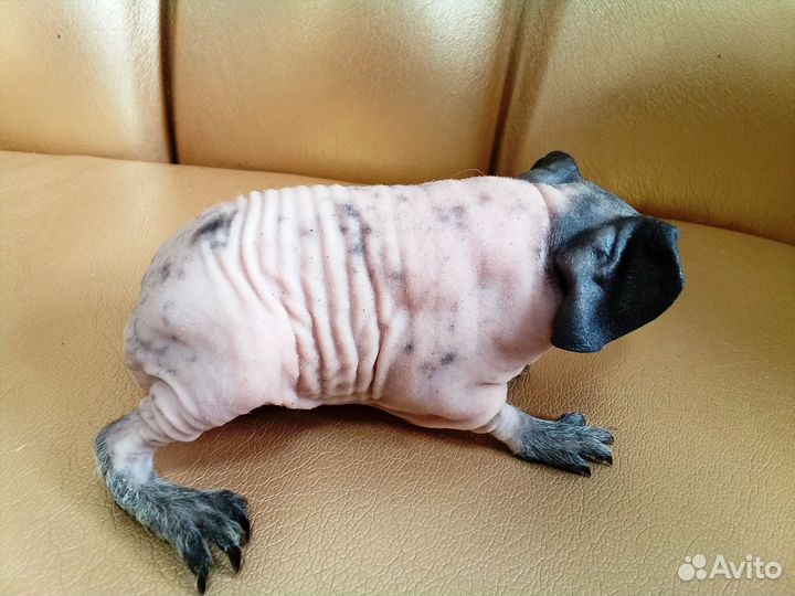 Морская свинка скинни самец далматин