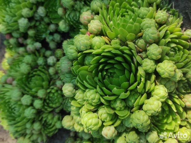 Молодило-каменная роза, многолетник