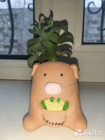 Суккуленты