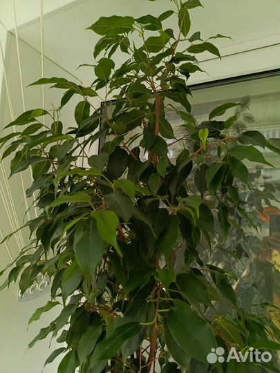 Комнатный цветок 