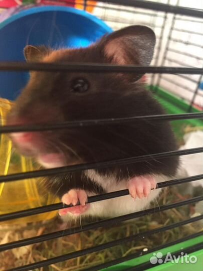 Сирийский хомяк