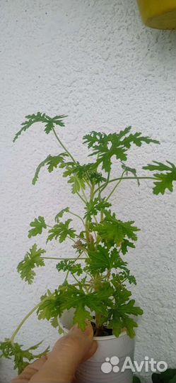 Герань душистая