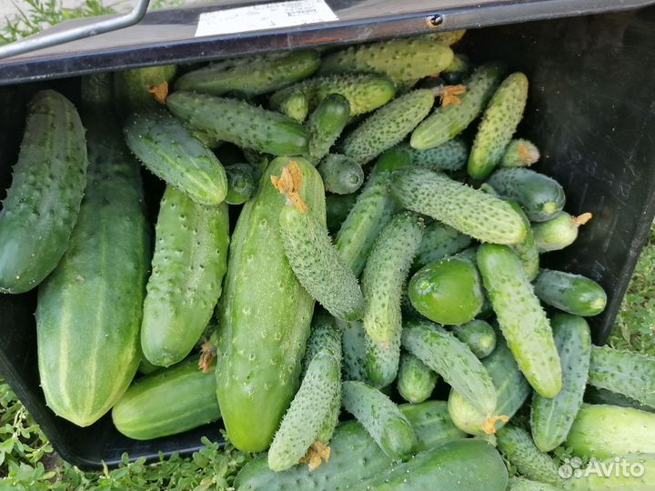 Огурцы свежие домашние