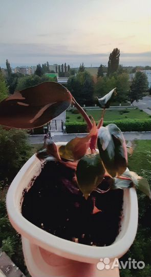Филодендрон 