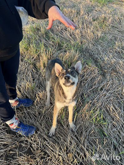 Восточноевропейская овчарка
