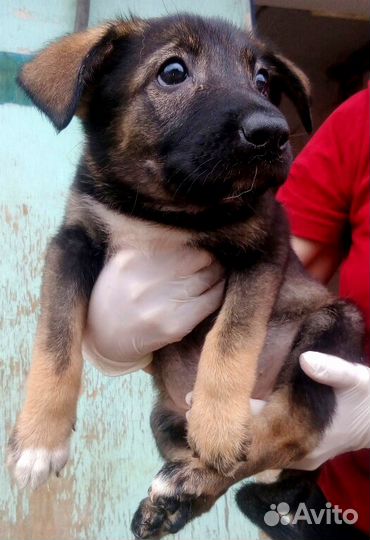 Щенки в дар