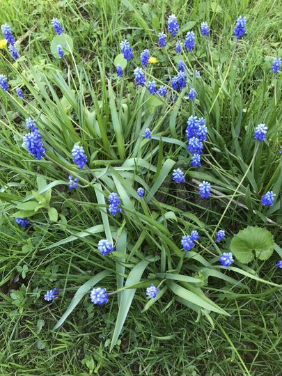 Участок 10,5 сот. (ИЖС)