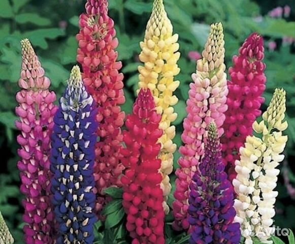 Люпин садовый (саженец)