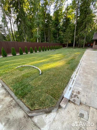 Рулонный газон