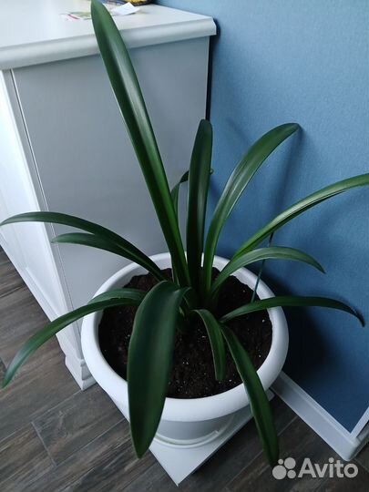 Гиппеаструм в новом кашпо