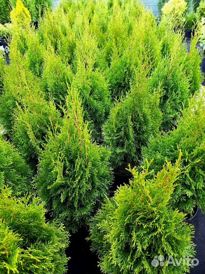 Туя Смарагд 60-70 см
