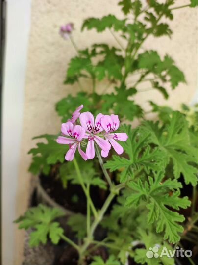 Герань душистая