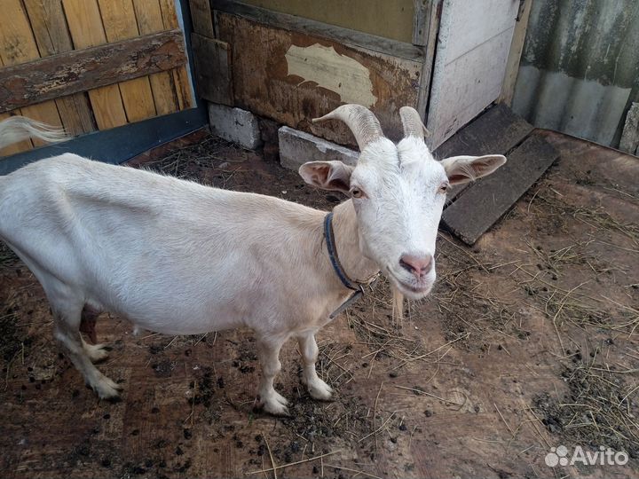 Коза дойная