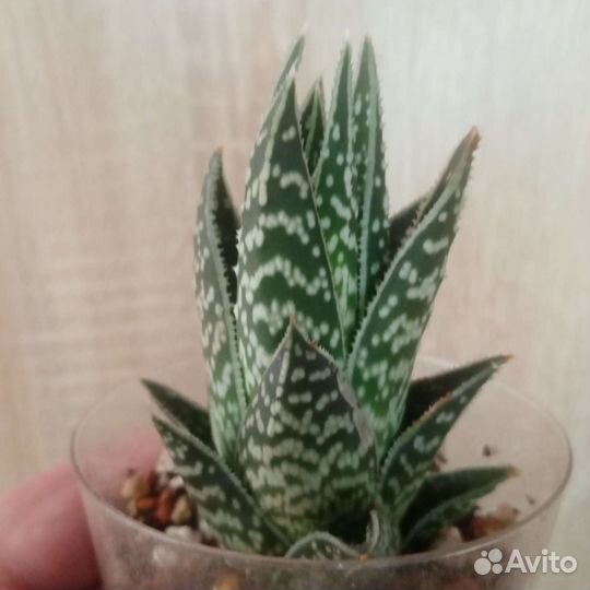 Алоэ вариегатные