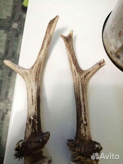 Рога косули