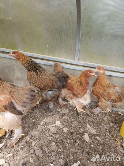 Куры брама куропатчатая