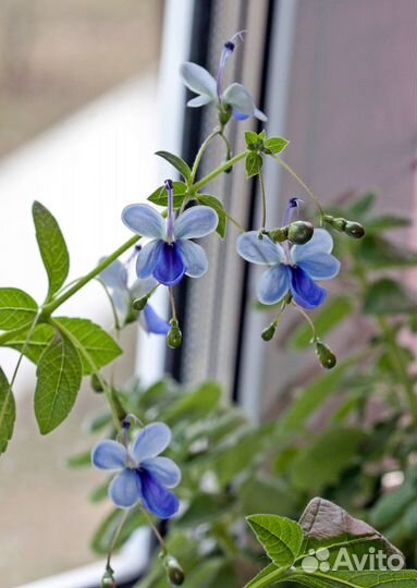 Клеродендрум угандийский, 