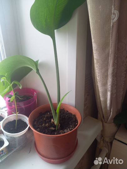 Эухарис амазонская лилия