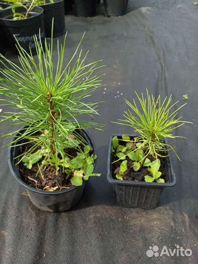 Кедр (сосна сибирская) саженец