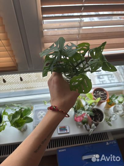 Монстера адансона