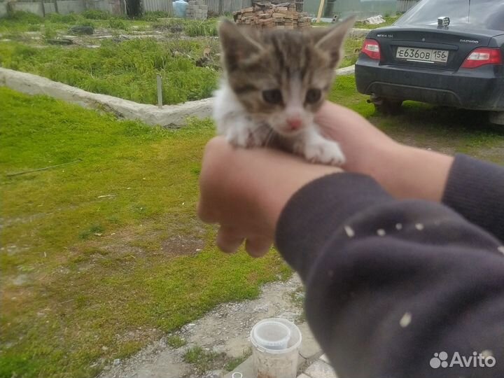 Котята в добрые руки