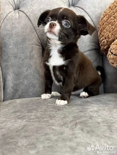 Чихуахуа мини девочка