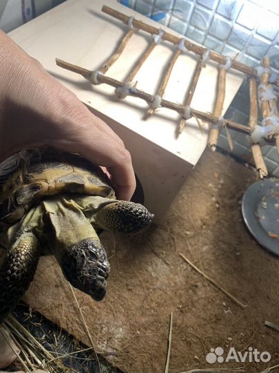 Черепаха сухопутная с террариумом