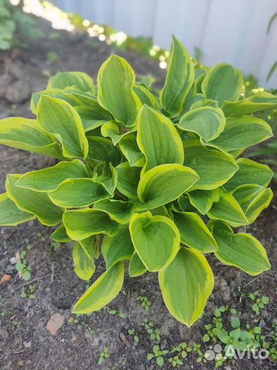 Хоста обмен продажа