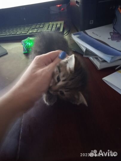 Отдам котика