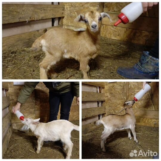 Козлята и козы