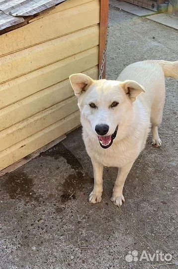 Собака в добрые руки